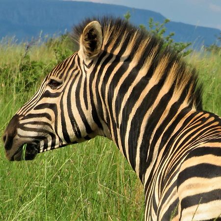 African Hills Safari Lodge & Spa Magaliesburg Εξωτερικό φωτογραφία