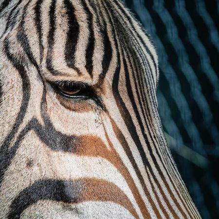 African Hills Safari Lodge & Spa Magaliesburg Εξωτερικό φωτογραφία
