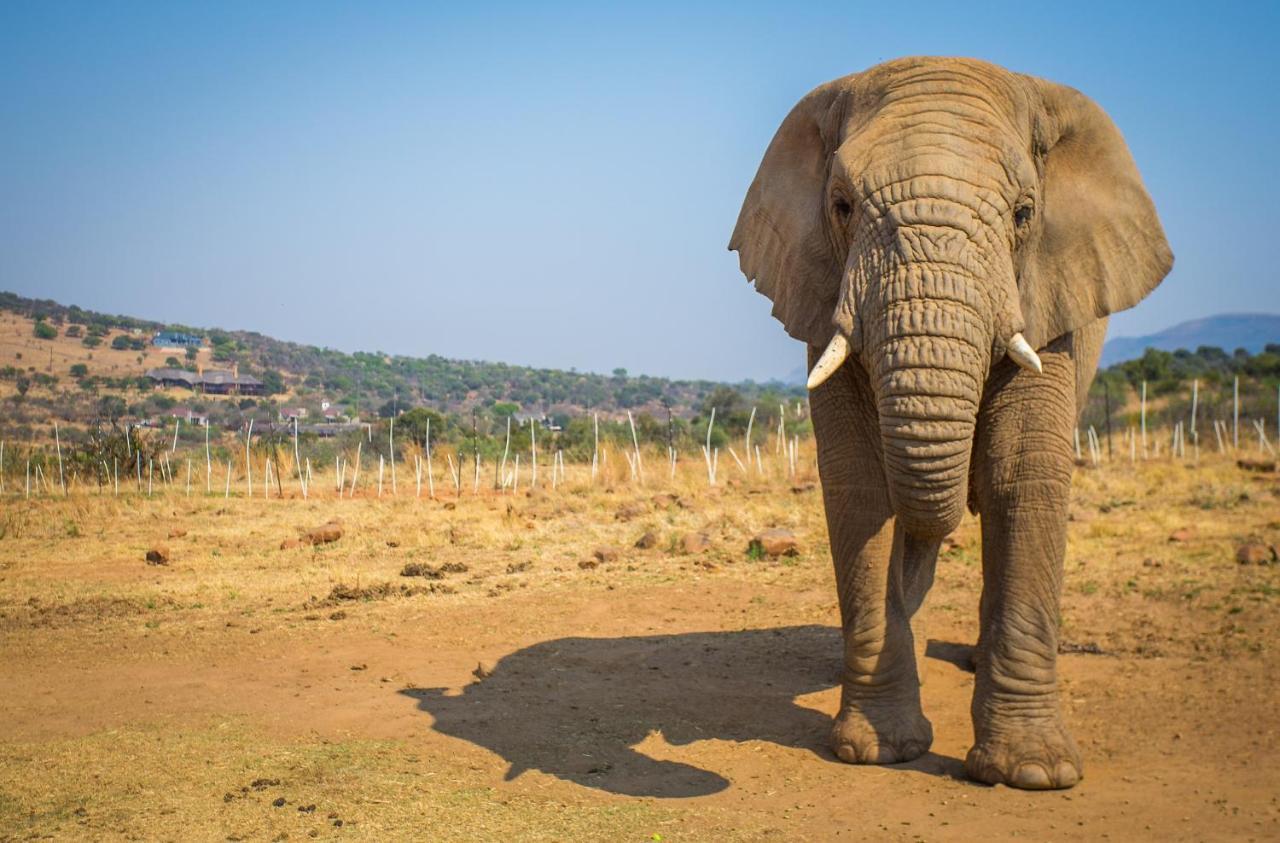 African Hills Safari Lodge & Spa Magaliesburg Εξωτερικό φωτογραφία