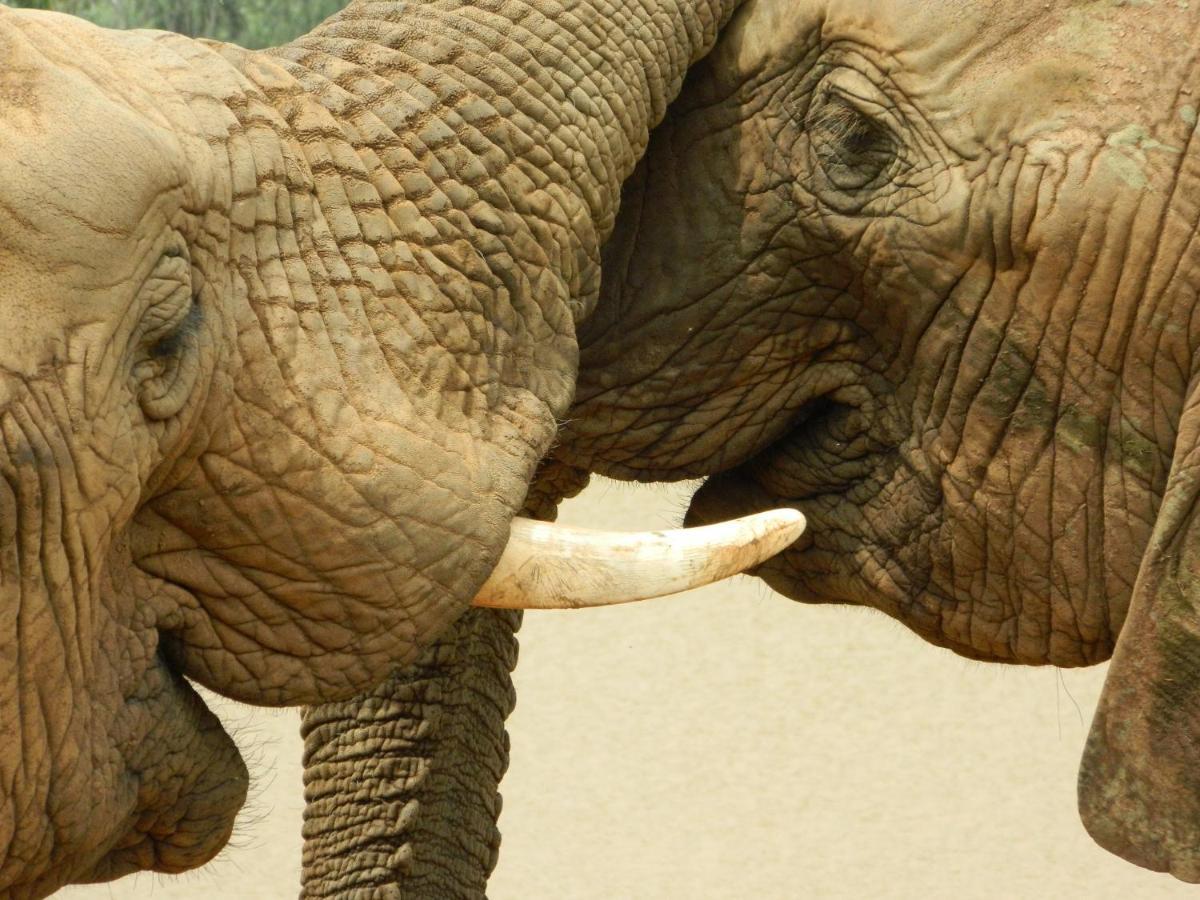 African Hills Safari Lodge & Spa Magaliesburg Εξωτερικό φωτογραφία