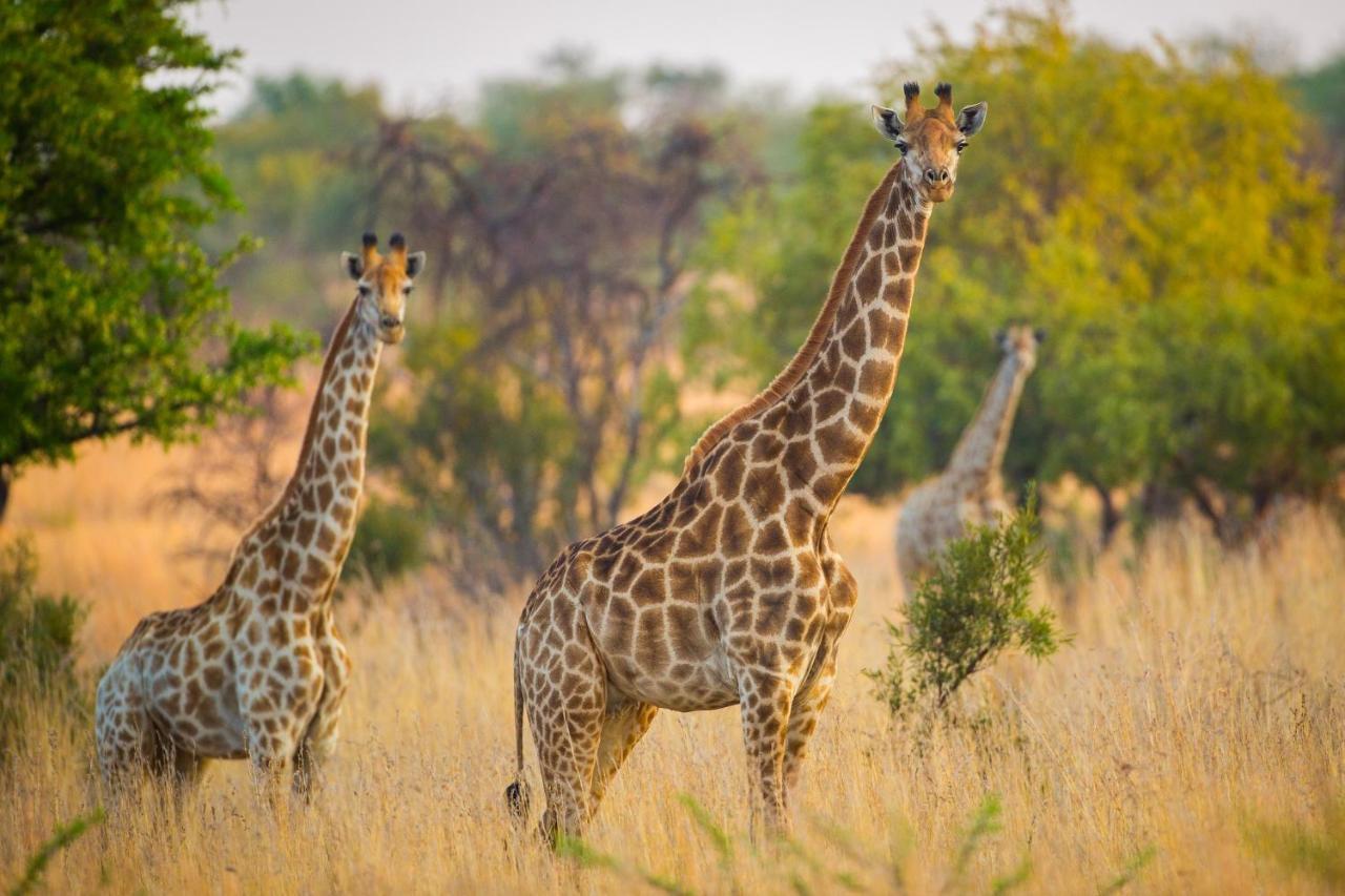 African Hills Safari Lodge & Spa Magaliesburg Εξωτερικό φωτογραφία