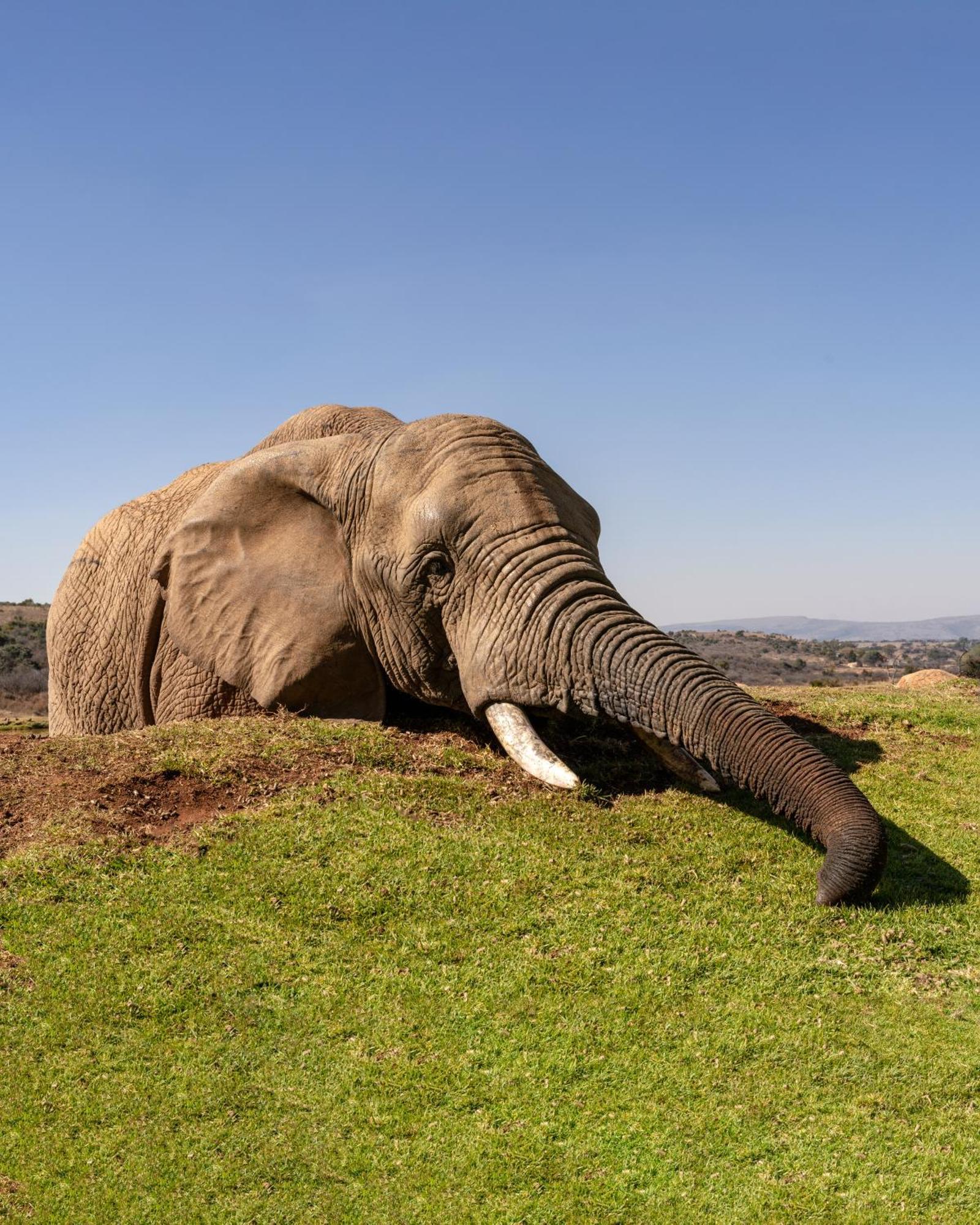 African Hills Safari Lodge & Spa Magaliesburg Εξωτερικό φωτογραφία