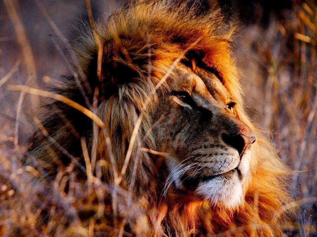 African Hills Safari Lodge & Spa Magaliesburg Εξωτερικό φωτογραφία