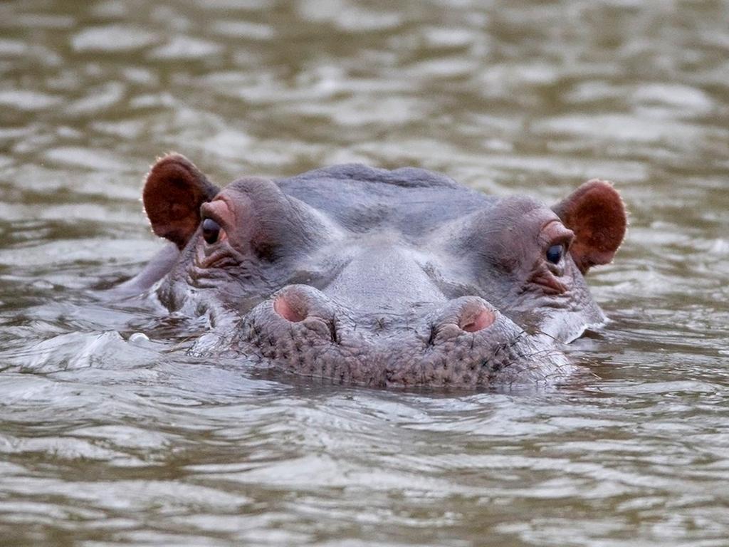 African Hills Safari Lodge & Spa Magaliesburg Εξωτερικό φωτογραφία